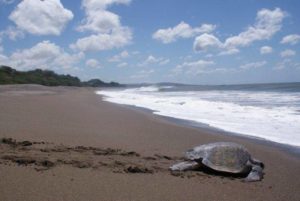 Playgrounds Surf Camp Nicaragua Turtle